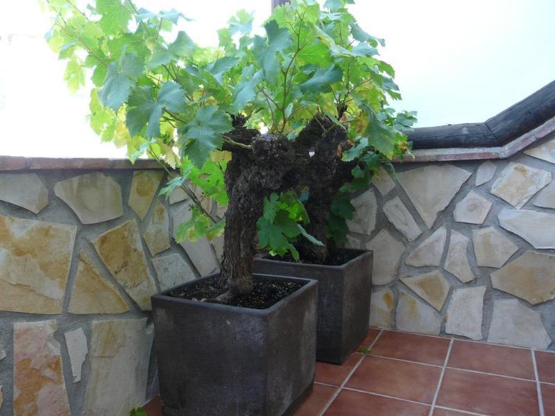 Hostal Palomares Salobreña Buitenkant foto